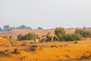 Under the directives of Hamdan bin Zayed, Environment Agency – Abu Dhabi announ