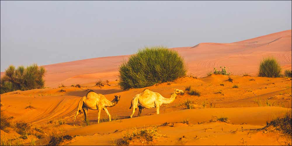 Under the directives of Hamdan bin Zayed, Environment Agency – Abu Dhabi announces emirate's 2026 grazing season to run exceptionally from 22 April until 15 October