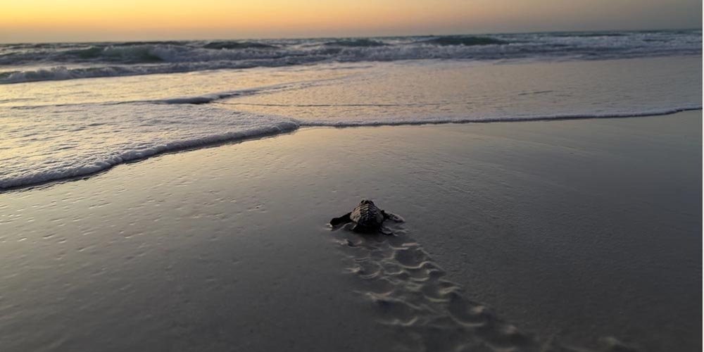 Environment Agency – Abu Dhabi records first-ever Olive Ridley turtle nest in the emirate